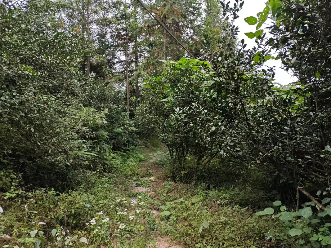 onerivertea1407283