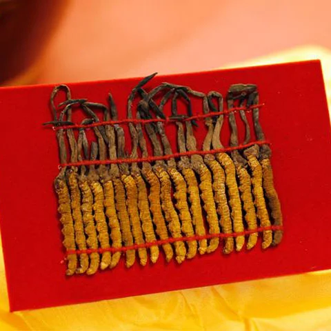 winghopfung1401067