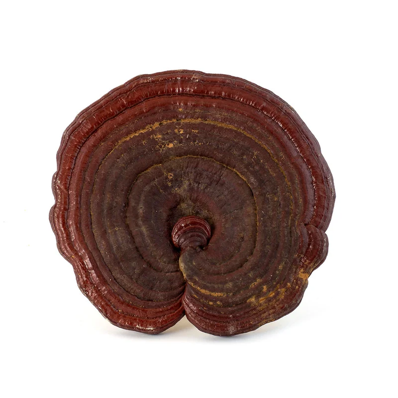 winghopfung1403660